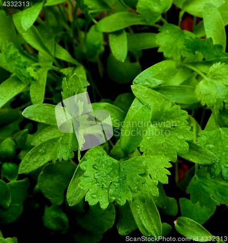 Image of Young Leafs of Cilantro