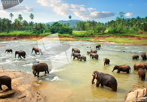Image of Elephants in water in the afternoon