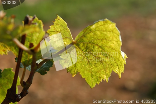 Image of Vine leaf in the vineyard