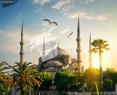 Image of Blue Mosque at summer evening