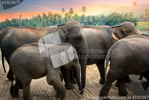 Image of Elephants in the jungle