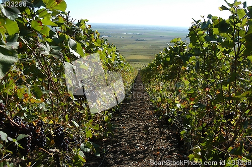 Image of French vineyards