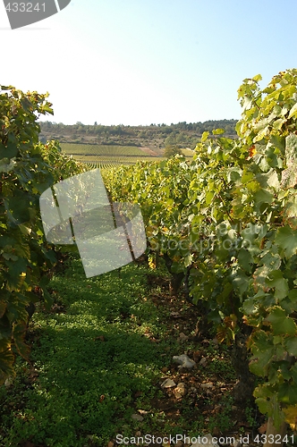 Image of French vineyards