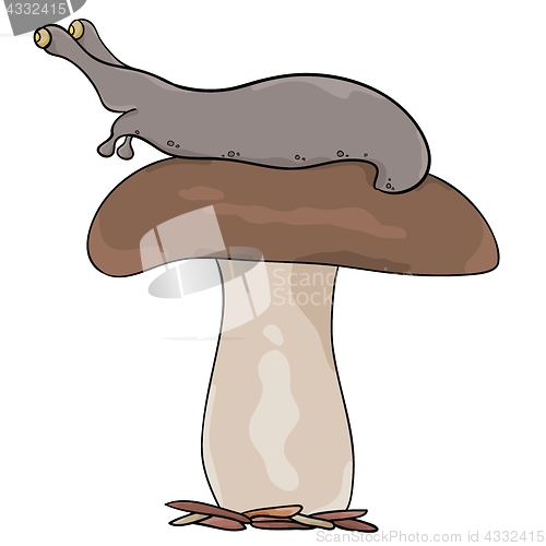 Image of mushroom with slug on cap