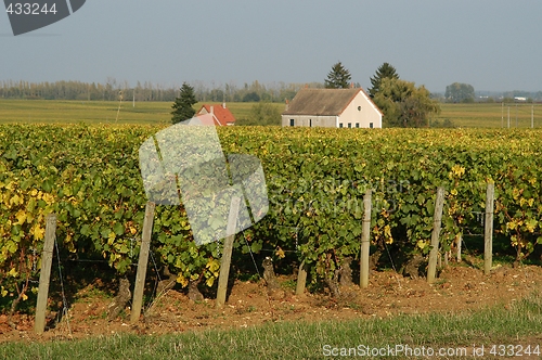 Image of French vineyards