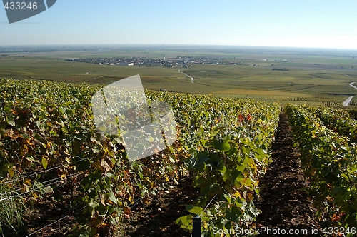 Image of French vineyards