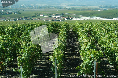 Image of French vineyards