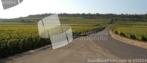 Image of French vineyards