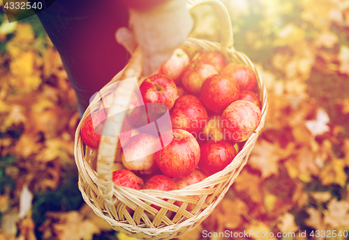 Image of woman with basket of apples at autumn garden