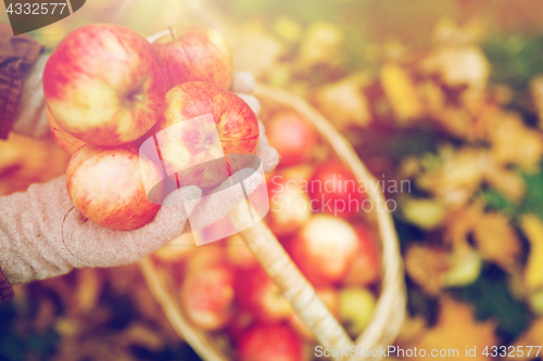 Image of woman with basket of apples at autumn garden