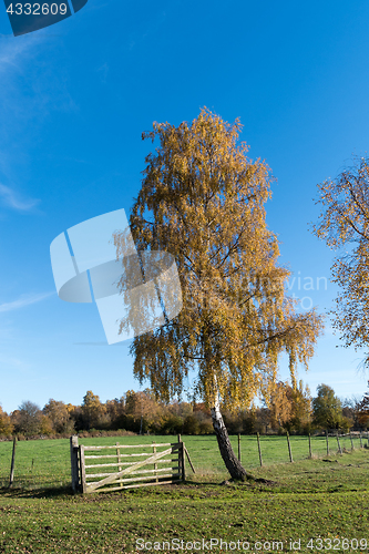 Image of Old wooden gate by a lone tree