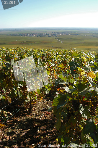 Image of French vineyards