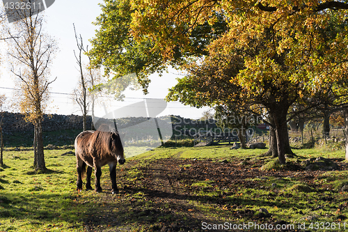 Image of Horse in a colorful landscape