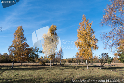 Image of Colorful birch trees