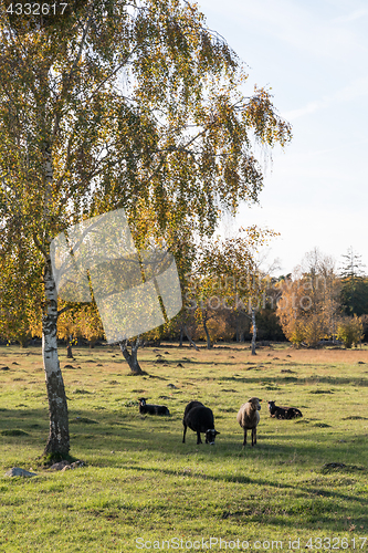 Image of Sheep in a colorful landscape