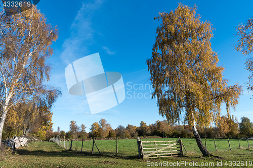 Image of Old wooden gate by a lone tree