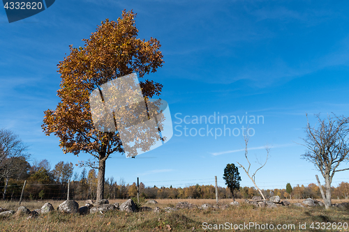 Image of Lone oak tree in fall colors