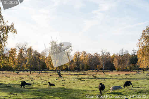 Image of Grazing black sheep