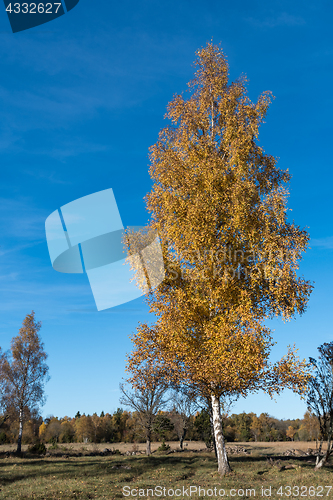 Image of Beautiful colored birch tree