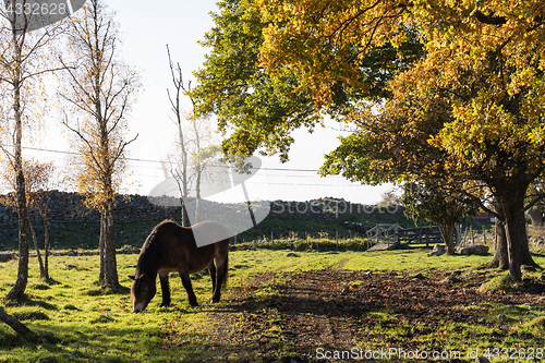 Image of Grazing horse in a colorful landscape