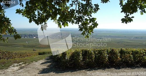 Image of French vineyards