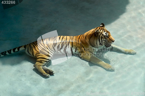 Image of Tiger in the water