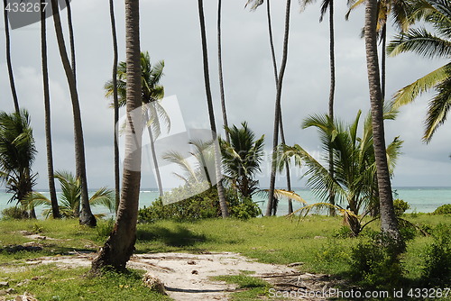 Image of Zanzibar forest