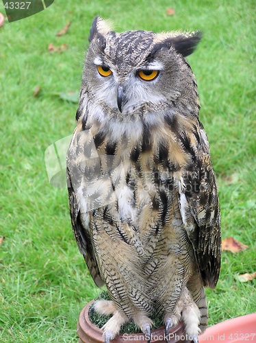 Image of European Eagle Owl