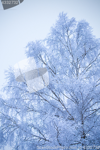 Image of First snow on branches of frosty tree