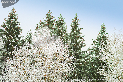 Image of Snowy trees in frosty forest