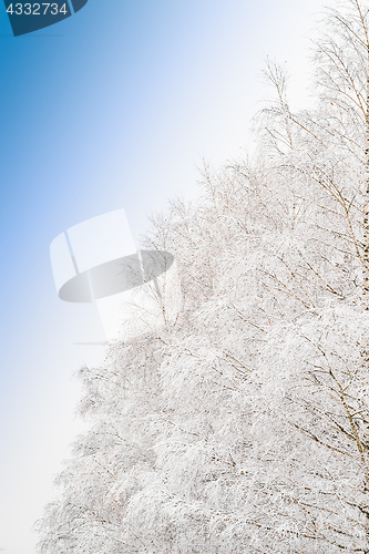 Image of Beautiful frosty morning view with frozen branches of snowy tree