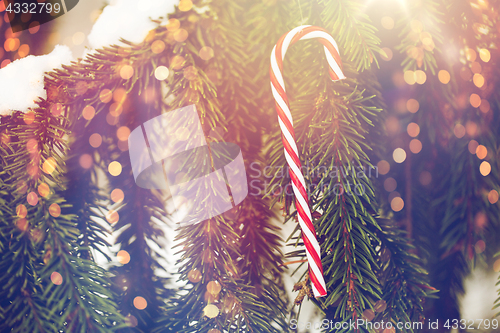 Image of candy cane christmas toy on fir tree branch