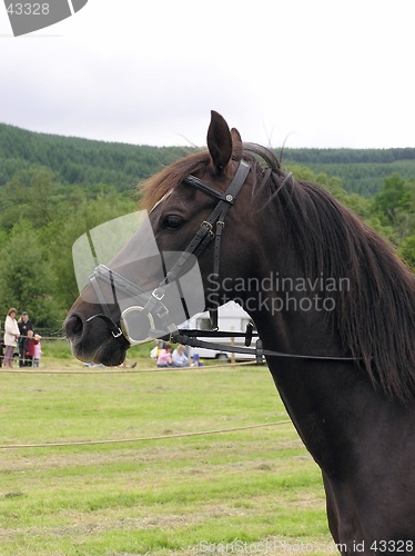 Image of Horse Profile