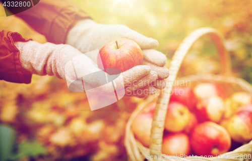 Image of woman with basket of apples at autumn garden