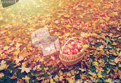 Image of wicker basket of ripe red apples at autumn garden