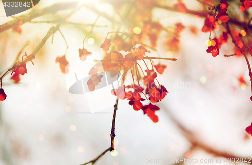 Image of spindle or euonymus branch with fruits in winter