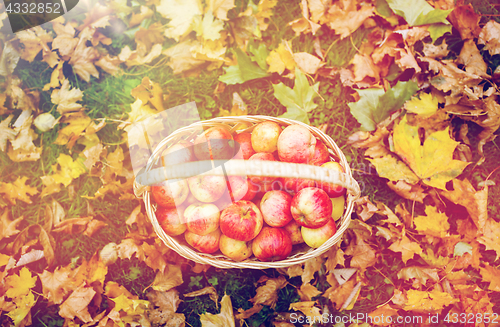 Image of wicker basket of ripe red apples at autumn garden