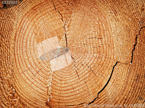 Image of log background