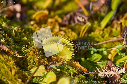 Image of Venus flytrap carnivorous plant