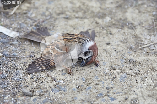 Image of Dead sparrow on the ground