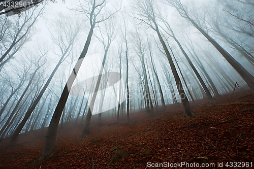 Image of Autumn Forest Fog