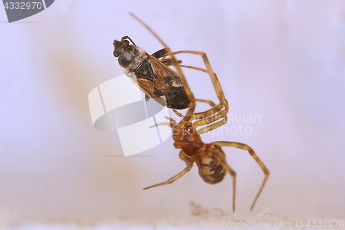 Image of Spider and prey