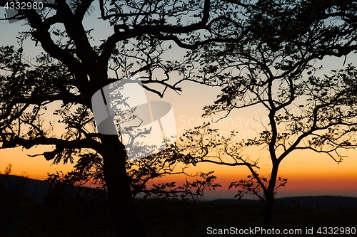 Image of Bare trees silhouettes