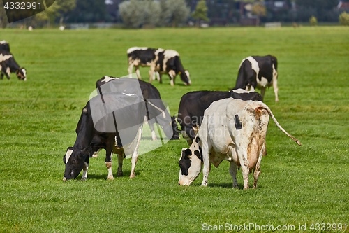 Image of Cows on a farm