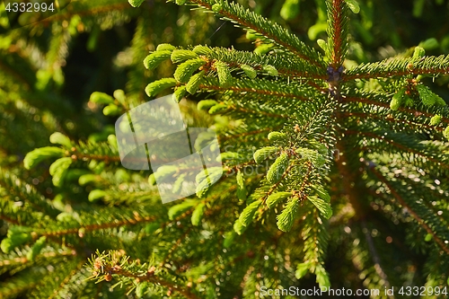 Image of Pine Tree Closeup