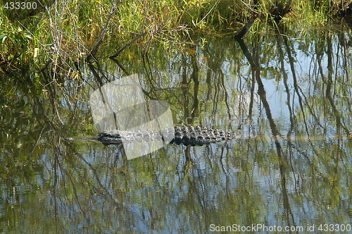 Image of Alligator under the water