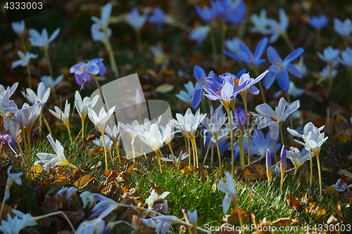 Image of Flowers in breeze