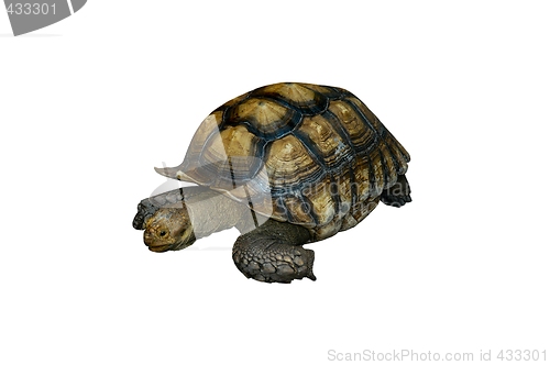 Image of Isolated turtle
