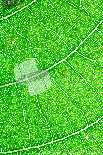 Image of Green leaf texture