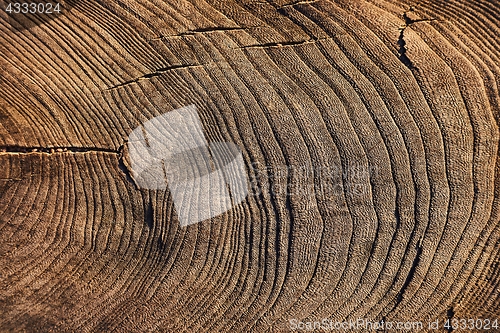 Image of Tree trunk texture
